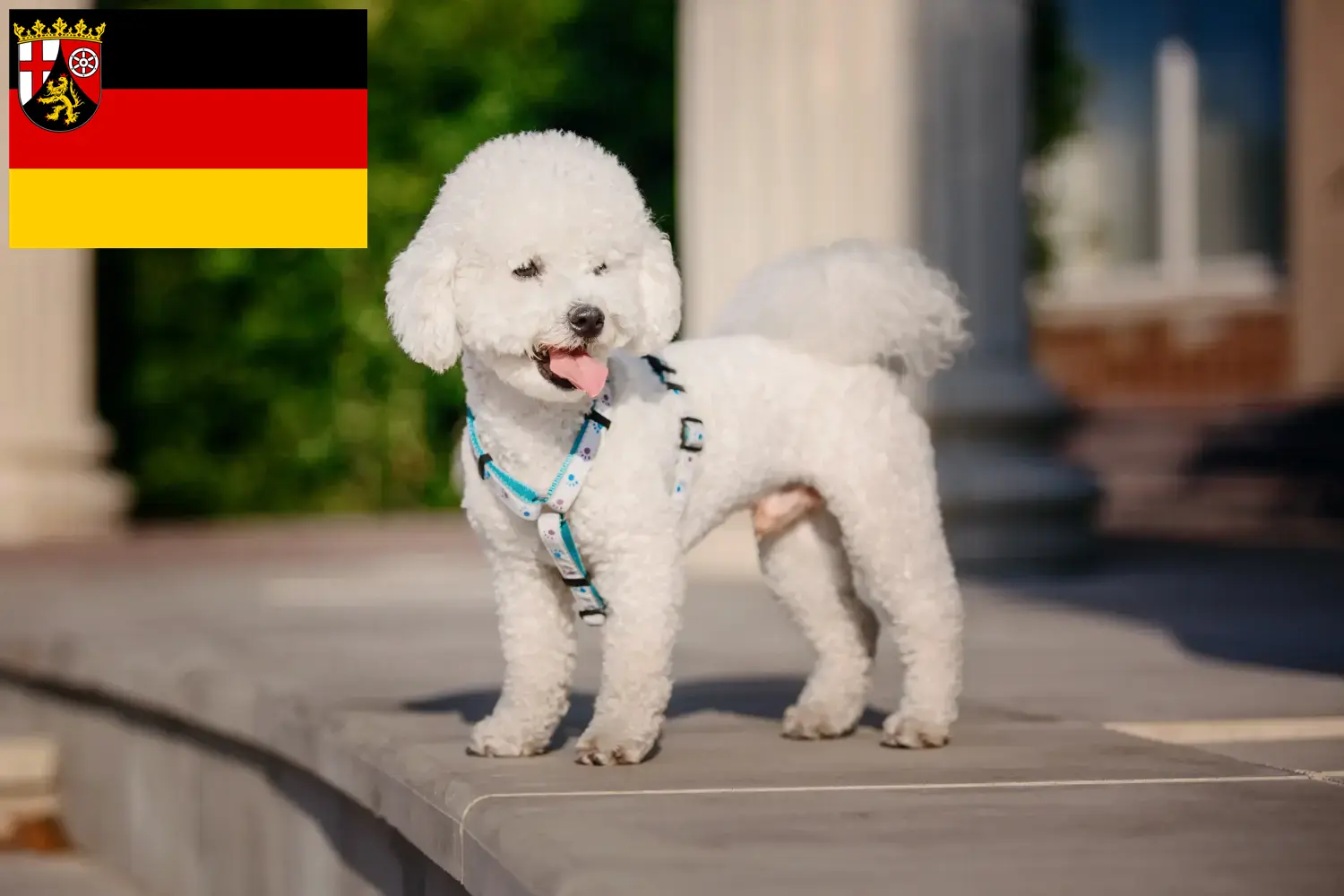 Bichon Frisé kölyökkutyák és tenyésztők Rajna-vidék-Pfalz Itt találhat Bichon Frisé tenyésztőket Rajna-vidék-Pfalzban.