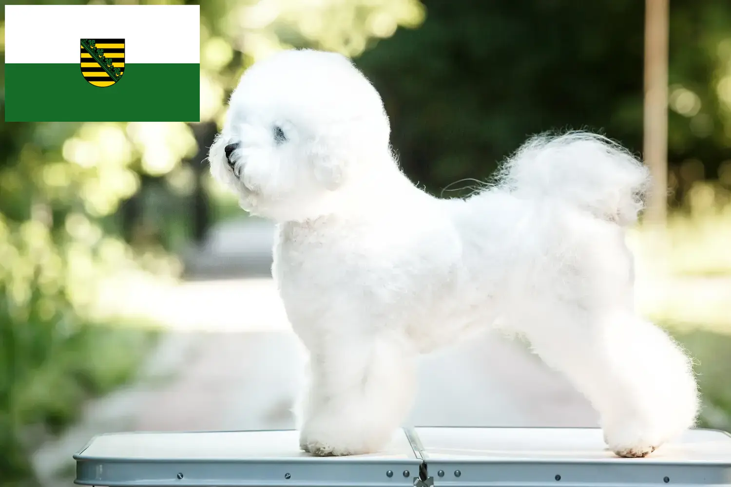 Bichon Frisé kiskutyák és tenyésztők Szászországban Itt találsz Bichon Frisé tenyésztőket Szászországban.