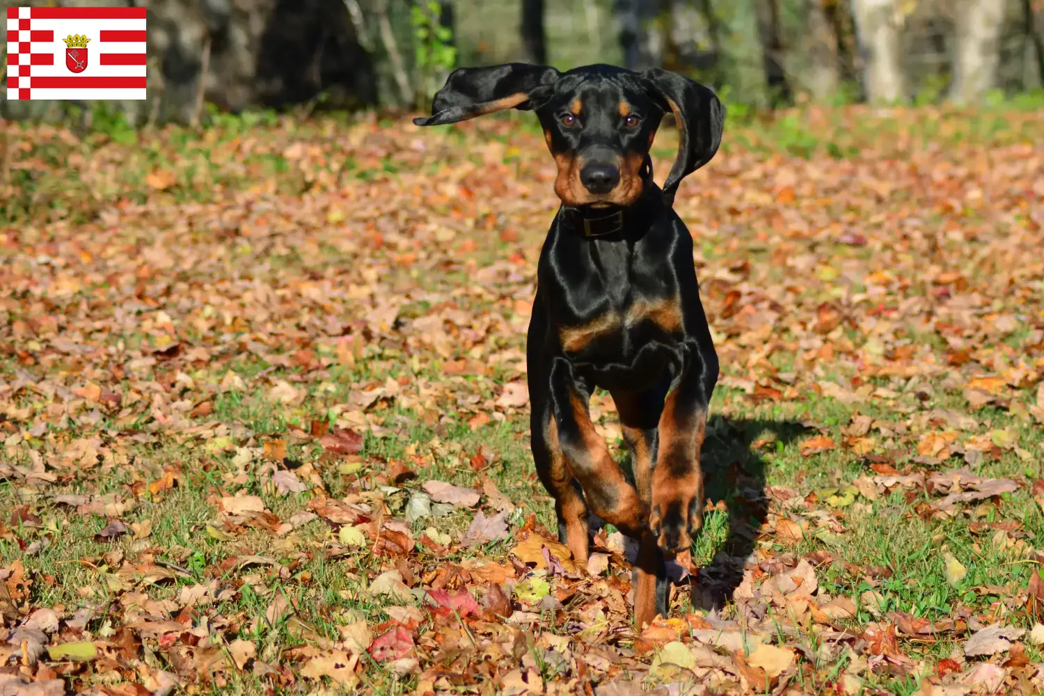Black and Tan Coonhound kiskutyák és tenyésztők Bremen Találd meg a Black and Tan Coonhounds tenyésztőket Brémában.