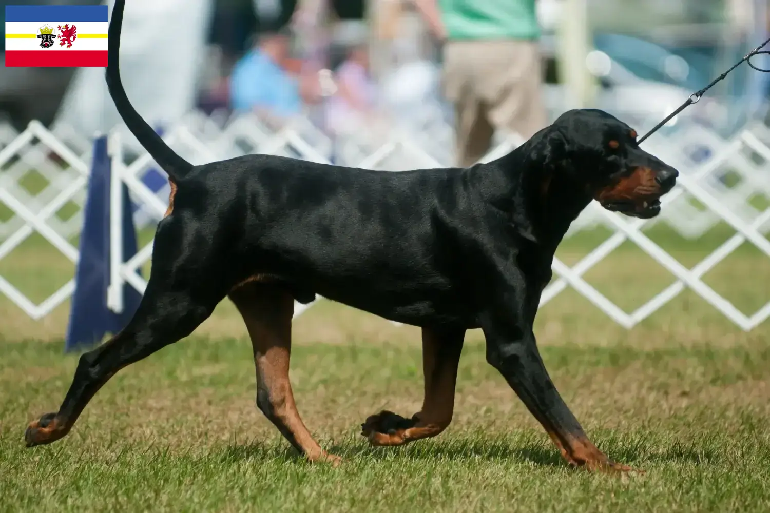 Black and Tan Coonhound kölyökkutyák és tenyésztők Mecklenburg-Vorpommern Találd meg a Black and Tan Coonhounds tenyésztőket Mecklenburg-Elő-Pomeránia területén.