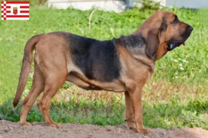 Read more about the article Véreb tenyésztők és kölykök Brémában