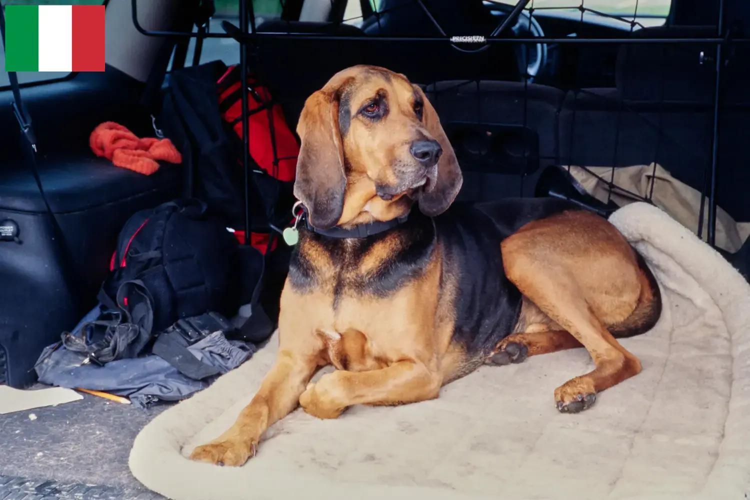 Véreb kölyökkutyák és tenyésztők Olaszországban Itt találhat Bloodhounds tenyésztőket Olaszországban.