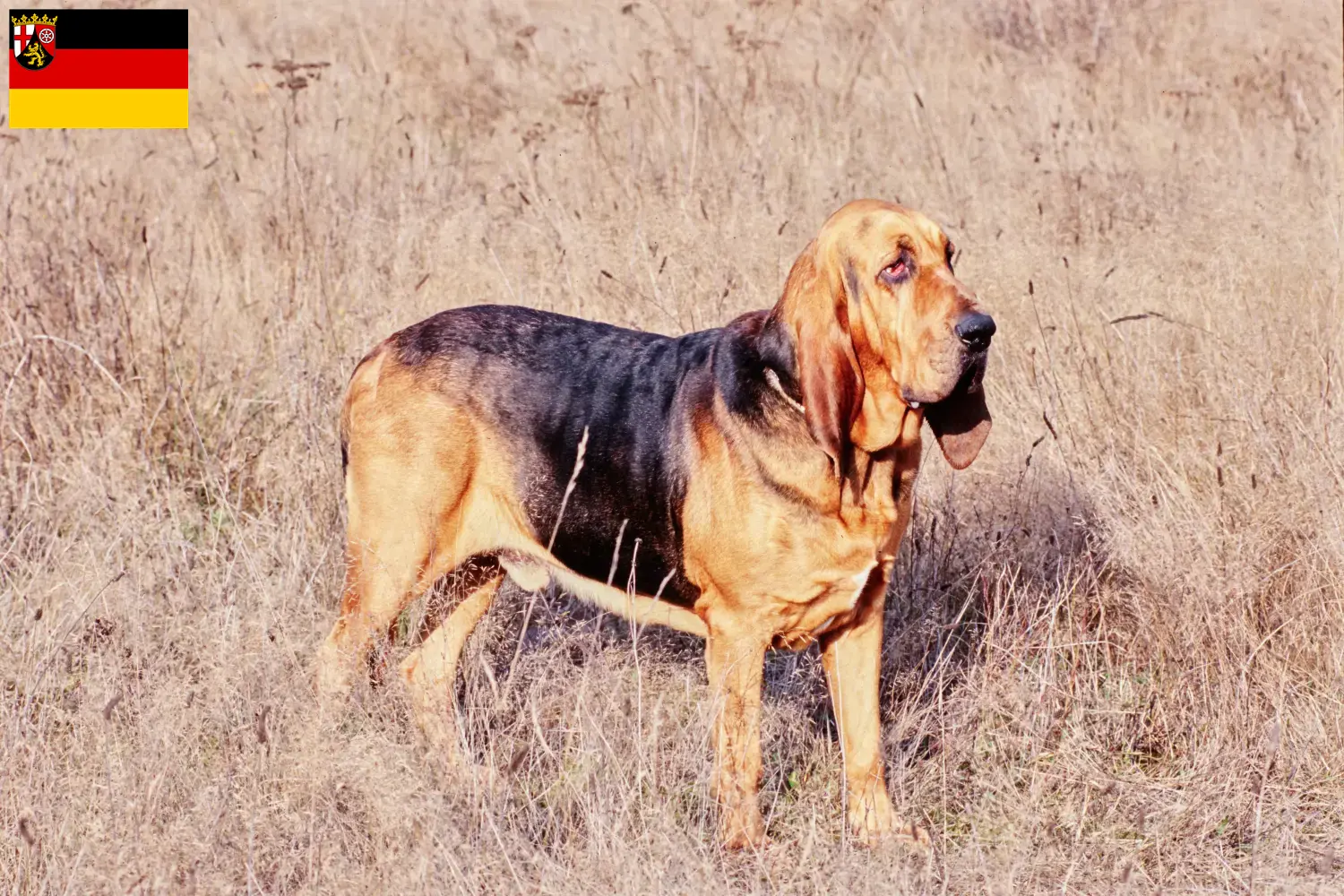Véreb kölyökkutyák és tenyésztők Rajna-vidék-Pfalz Itt találhat Bloodhounds tenyésztőket Rajna-vidék-Pfalzban.