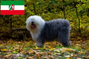 Read more about the article Bobtail tenyésztők és kiskutyák Észak-Rajna-Vesztfália területén