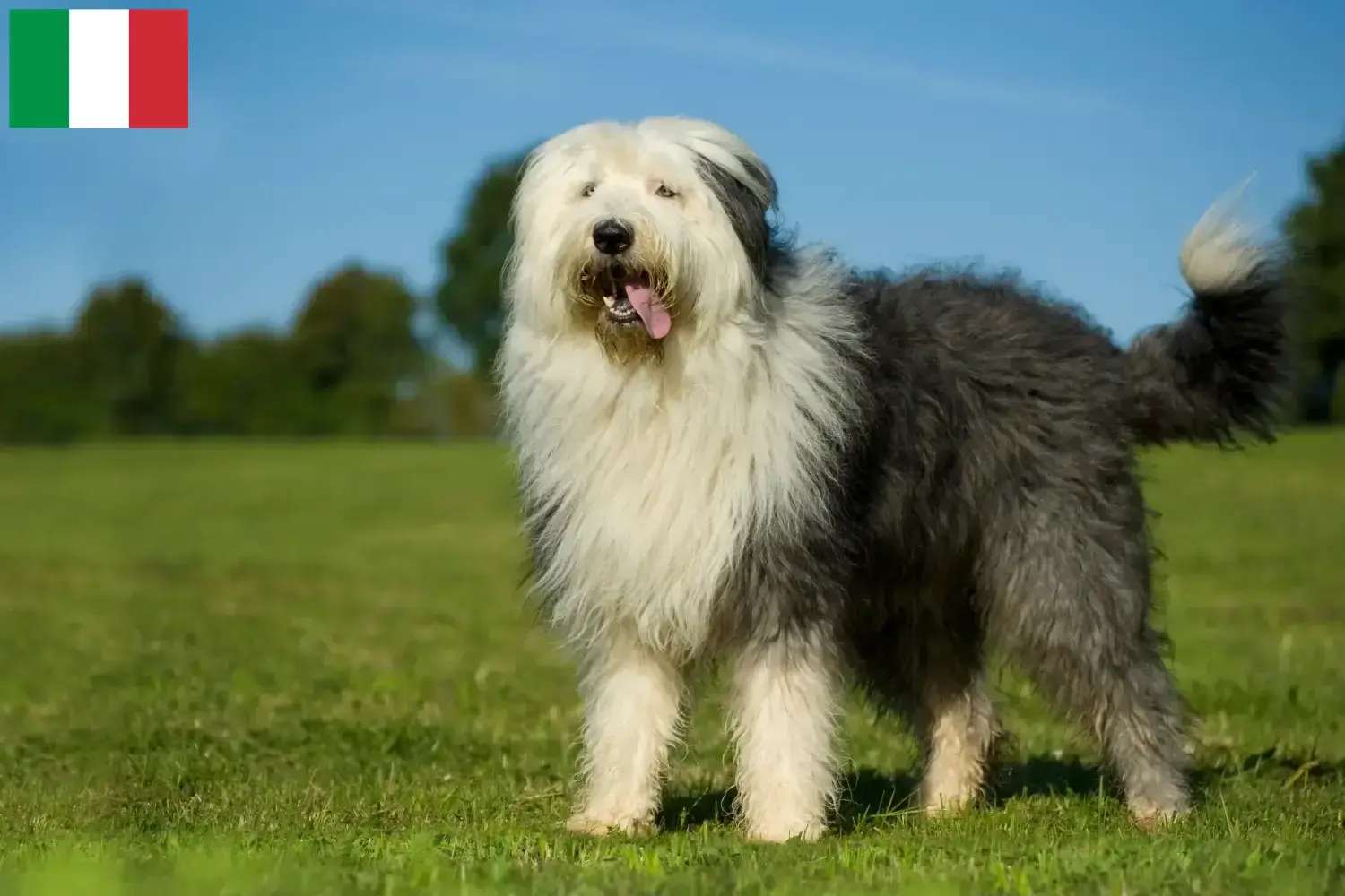 Bobtail kiskutyák és tenyésztők Olaszország Itt találhat Bobtails tenyésztőket Olaszországban.