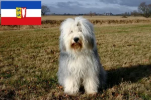 Read more about the article Bobtail tenyésztők és kölyökkutyák Schleswig-Holstein-ban
