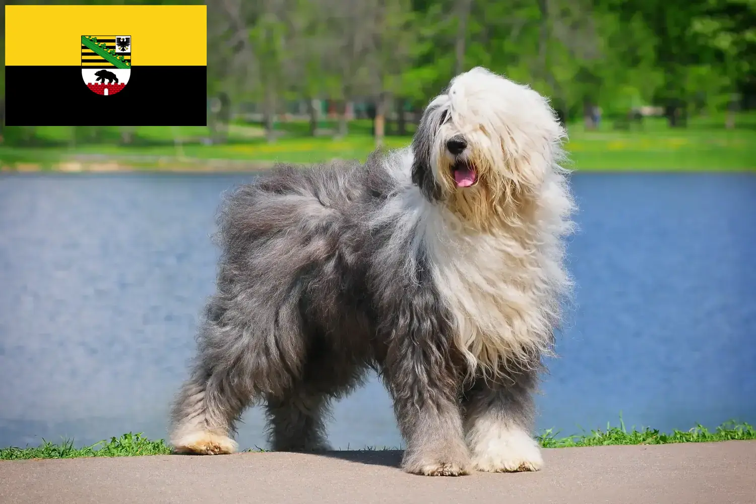 Read more about the article Bobtail tenyésztők és kiskutyák Szász-Anhaltban