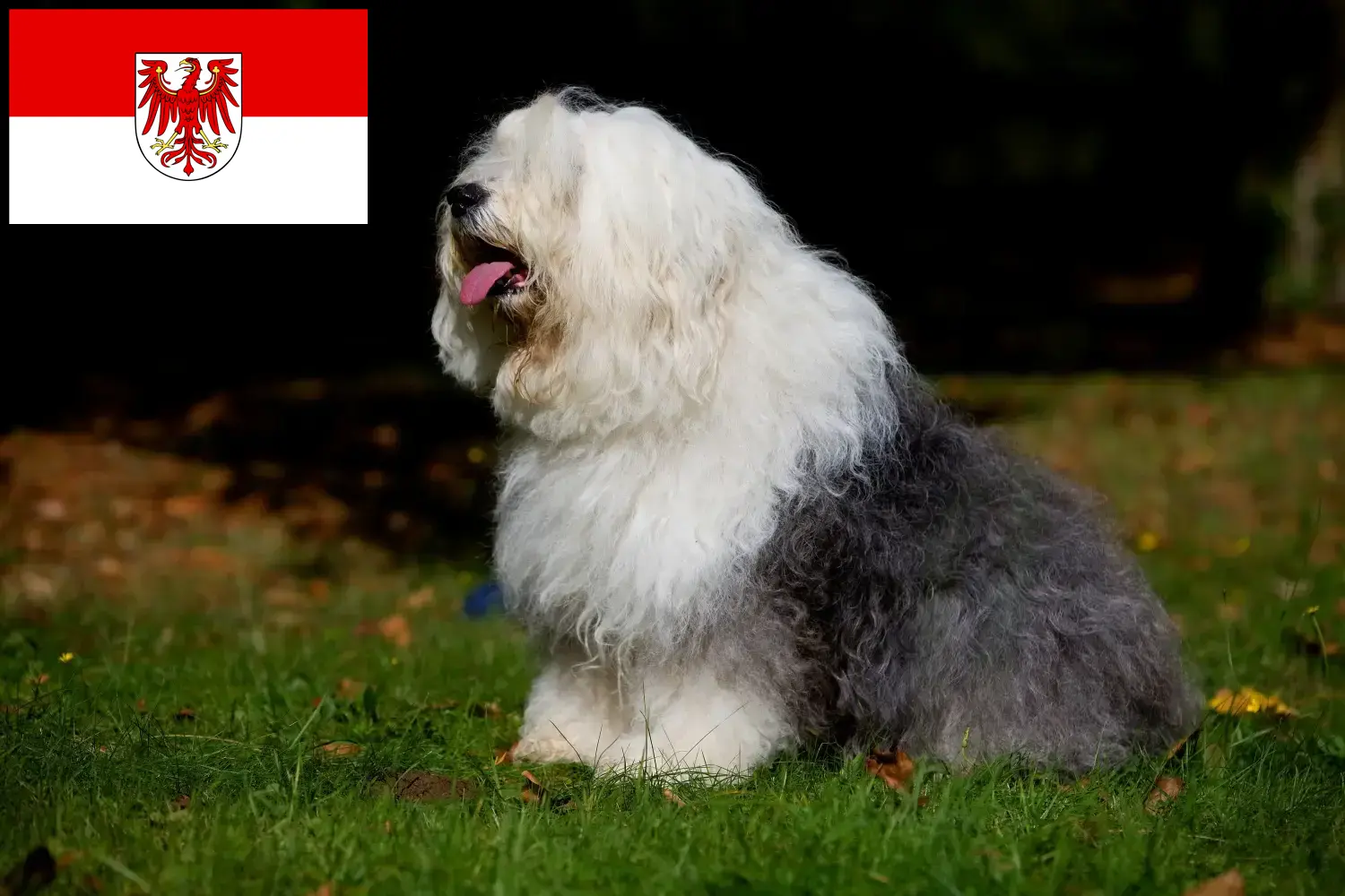 Read more about the article Bobtail tenyésztők és kölykök Brandenburgban