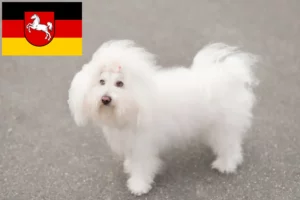 Read more about the article Bolognai tenyésztők és kiskutyák Alsó-Szászországban