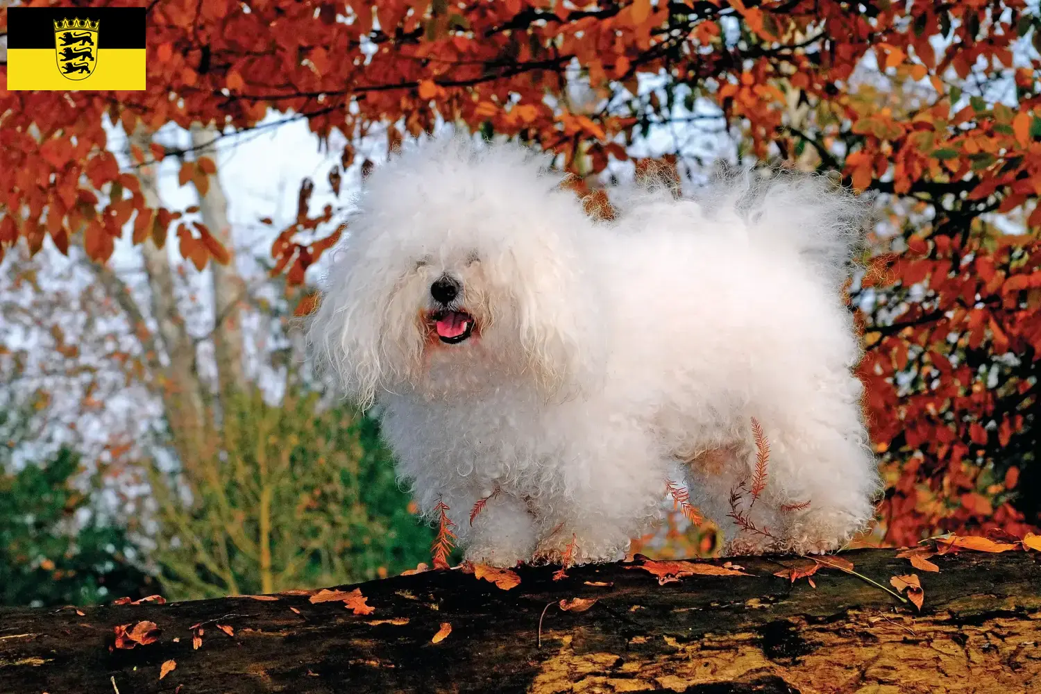 Read more about the article Bolognai tenyésztők és kölykök Baden-Württembergben
