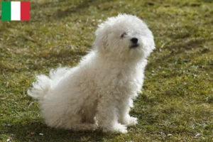 Read more about the article Bolognai tenyésztők és kiskutyák Olaszországban