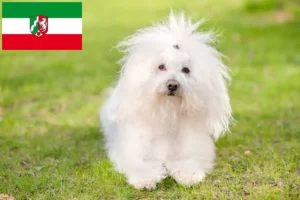 Read more about the article Bolognai tenyésztők és kiskutyák Észak-Rajna-Vesztfália területén