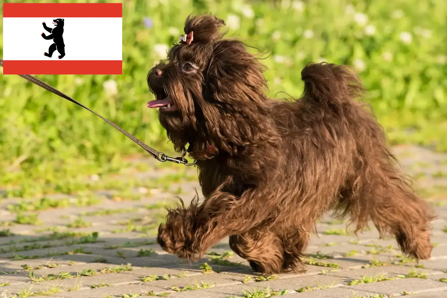 Bolonka Zwetna kiskutyák és tenyésztők Berlin Itt találja a Bolonka Zwetnas tenyésztőket Berlinben.