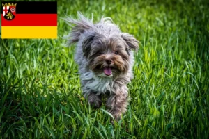 Read more about the article Bolonka Zwetna tenyésztők és kiskutyák Rajna-vidék-Pfalzban