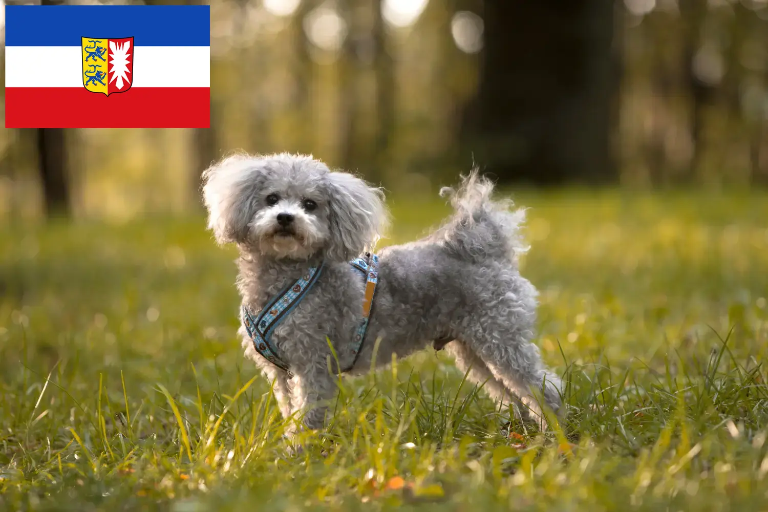 Read more about the article Bolonka Zwetna tenyésztők és kiskutyák Schleswig-Holstein tartományban