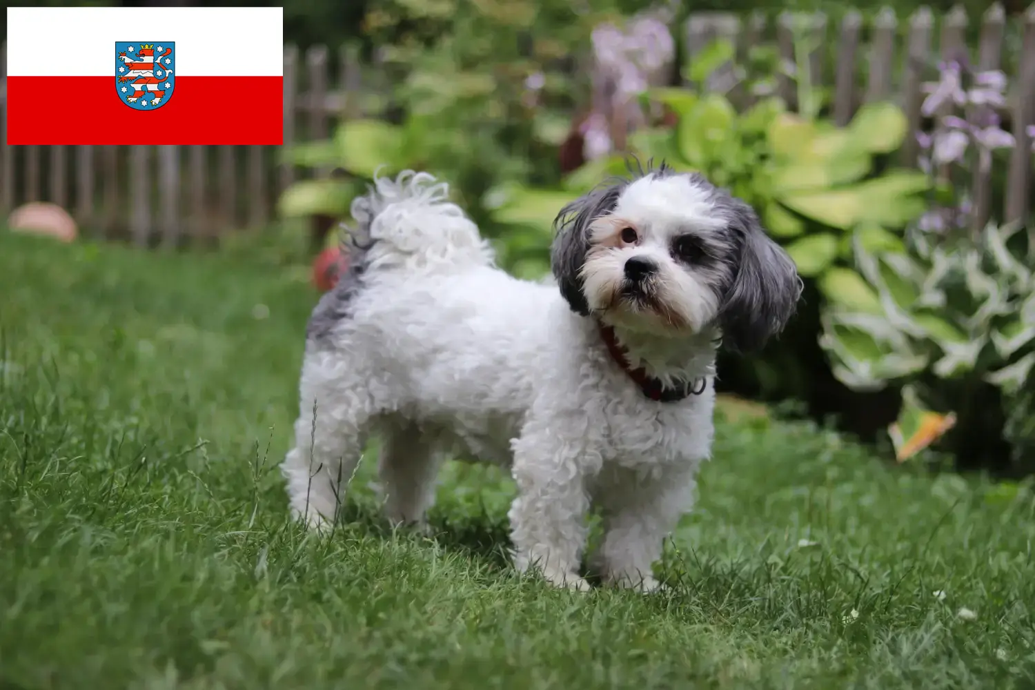 Read more about the article Bolonka Zwetna tenyésztők és kölyökkutyák Türingiában