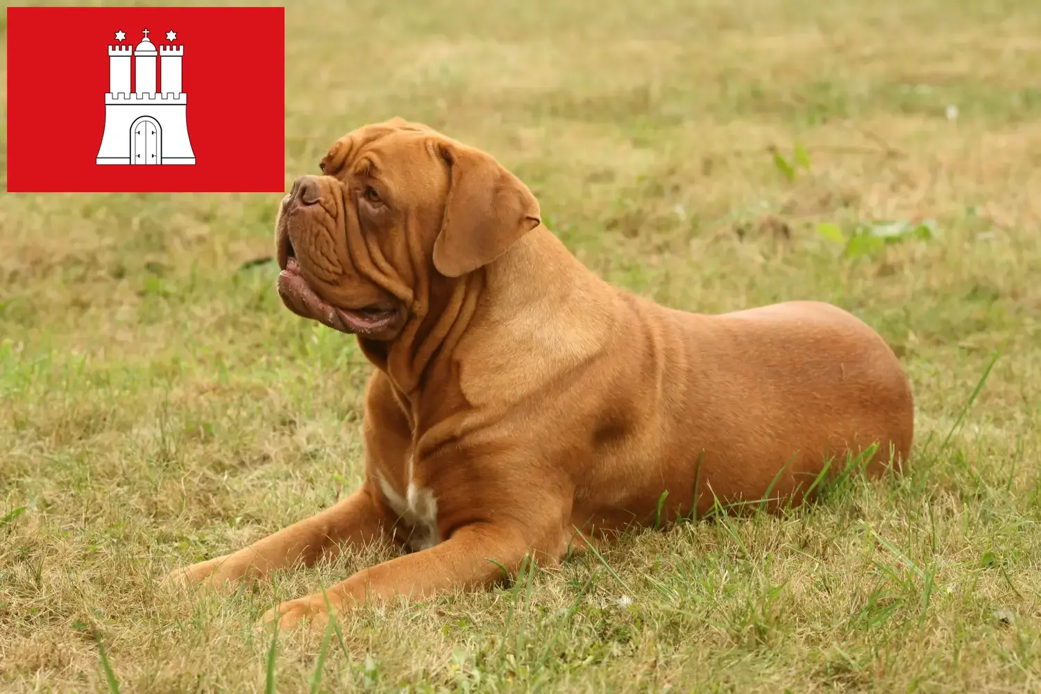 Bordeaux-i dög kiskutyák és tenyésztő Hamburg Itt talál bordeaux-i dog tenyésztőket Hamburgban.
