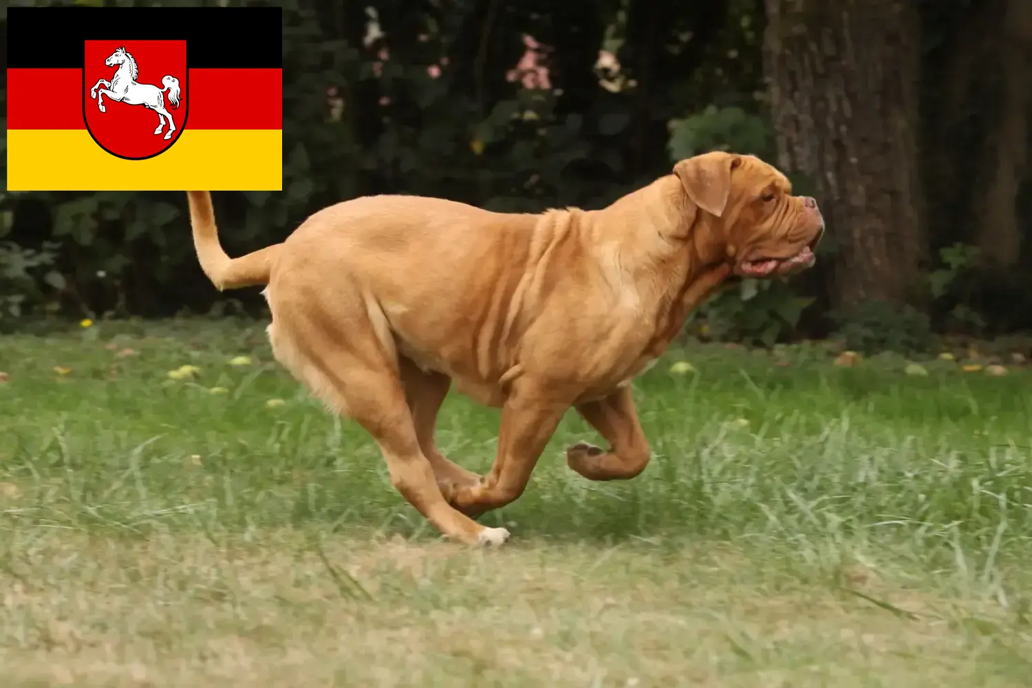 Read more about the article Bordeaux-i dog tenyésztők és kölykök Alsó-Szászországban