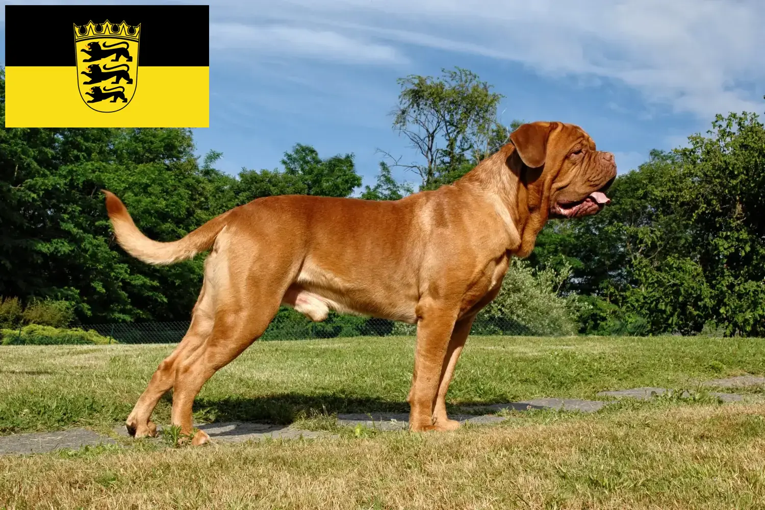 Bordeaux-i dög kiskutyák és tenyésztők Baden-Württemberg tartományban Itt talál bordeaux-i dog tenyésztőket Baden-Württembergben.