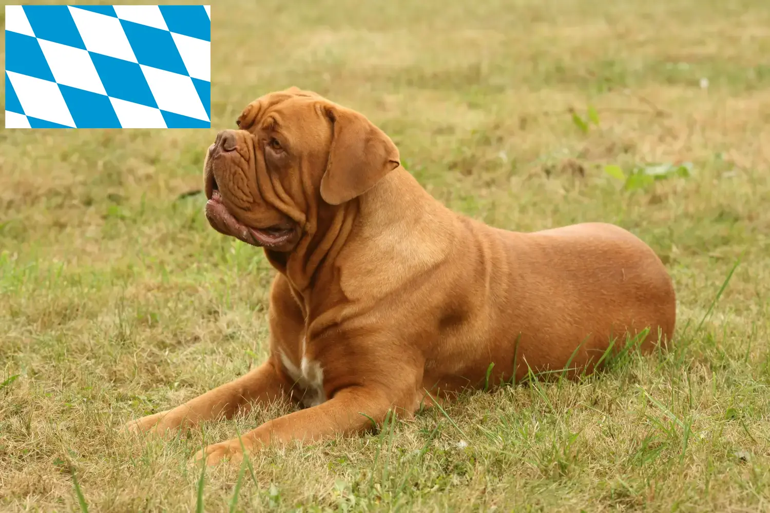 Read more about the article Bordeaux-i dog tenyésztők és kölykök Bajorországban