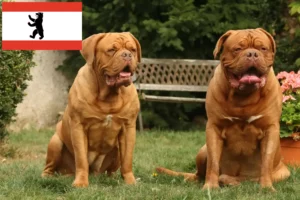 Read more about the article Bordeaux-i dog tenyésztők és kölykök Berlinben