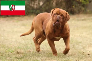 Read more about the article Bordeaux-i dog tenyésztők és kiskutyák Észak-Rajna-Vesztfália területén