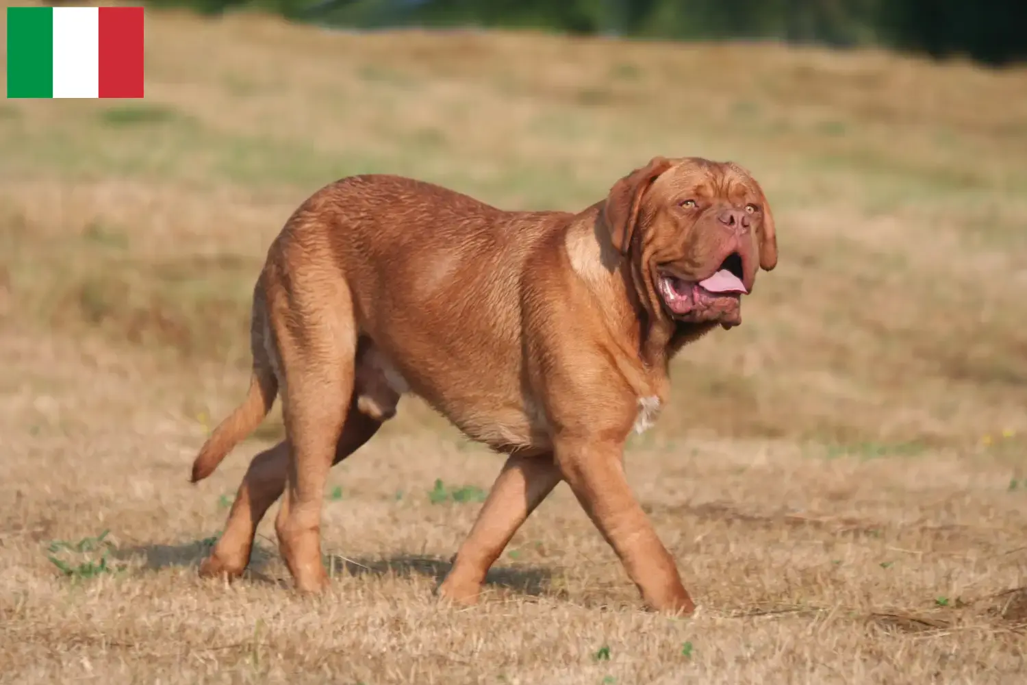 Bordeaux-i dög kiskutyák és tenyésztők Olaszországban Itt talál bordeaux-i dog tenyésztőket Olaszországban.
