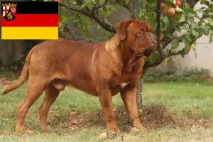 Read more about the article Bordeaux-i dog tenyésztők és kölykök Rajna-vidék-Pfalzban