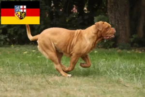 Read more about the article Bordeaux-i dog tenyésztők és kölykök Saar-vidéken