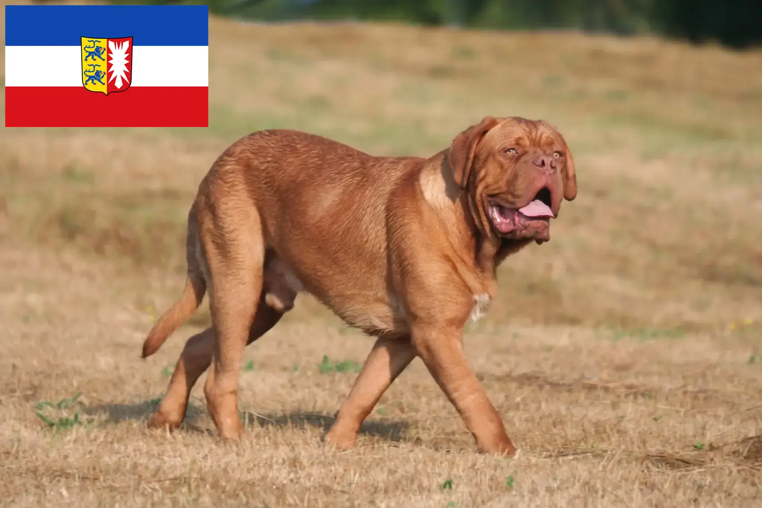 Read more about the article Bordeaux-i dog tenyésztők és kölykök Schleswig-Holsteinban