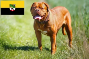 Read more about the article Bordeaux-i dog tenyésztők és kölykök Szász-Anhaltban
