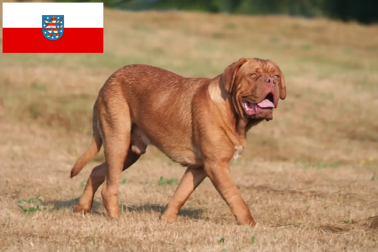 Read more about the article Bordeaux-i dog tenyésztők és kölykök Türingiában