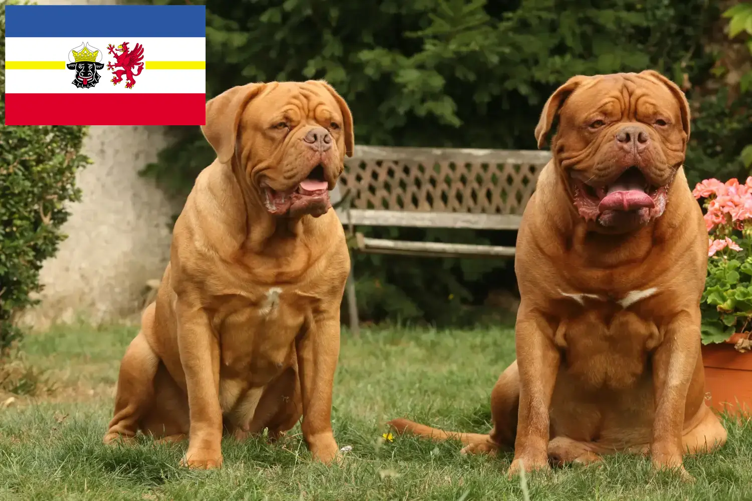 Read more about the article Bordeaux-i dog tenyésztők és kiskutyák Mecklenburg-Elő-Pomeránia területén
