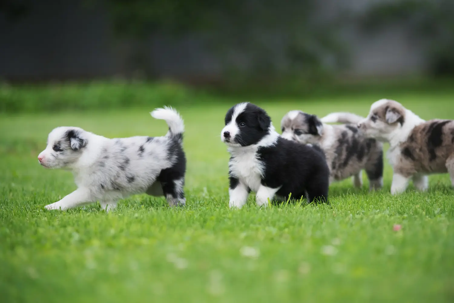 Border Collie kölyökkutya vásárlása felelősségvállalást jelent! Border Collie kiskutyák vásárlása.