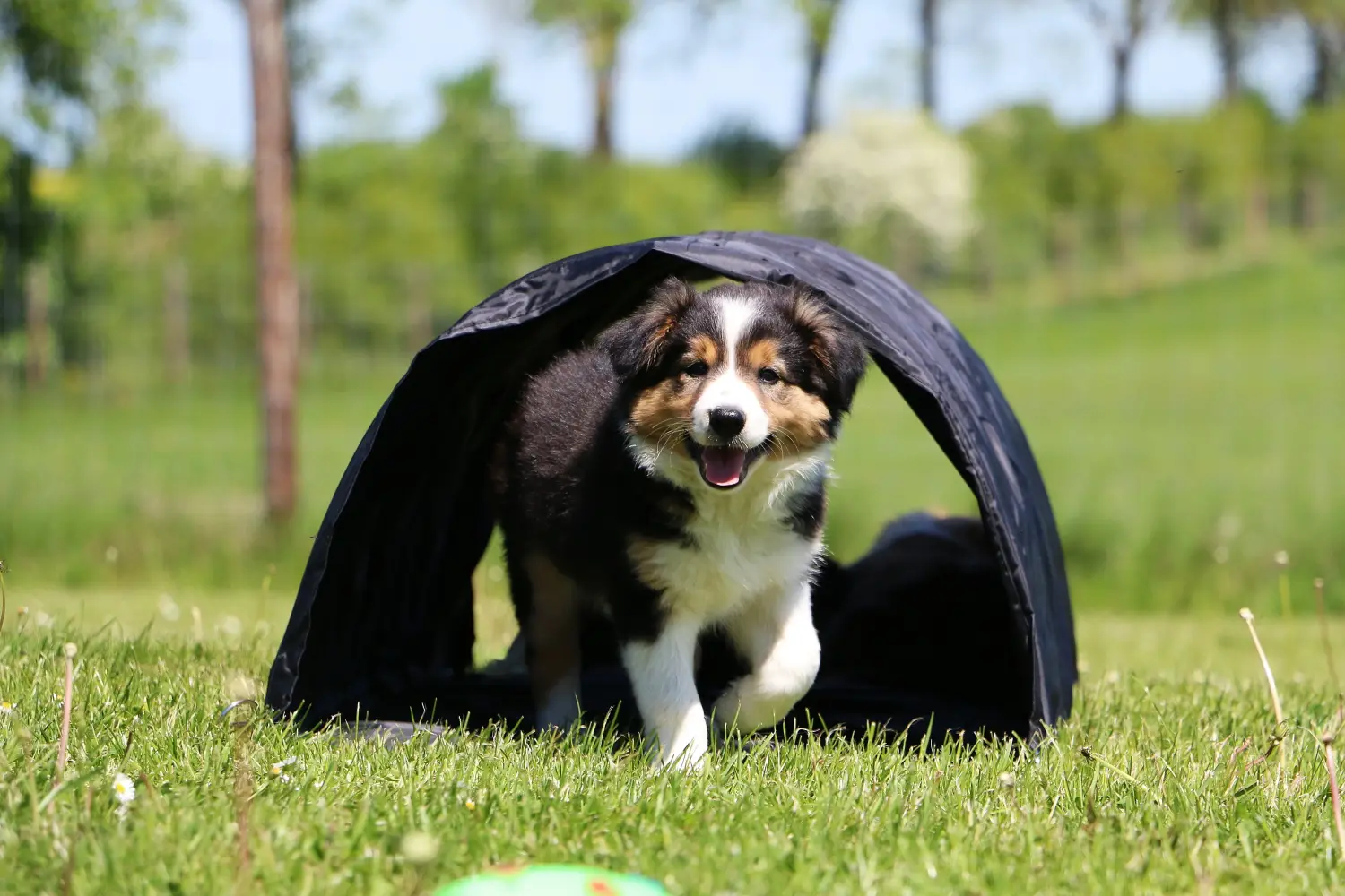 Border Collie kölyökkutya vásárlása felelősségvállalást jelent! Border Collie kiskutyák vásárlása.