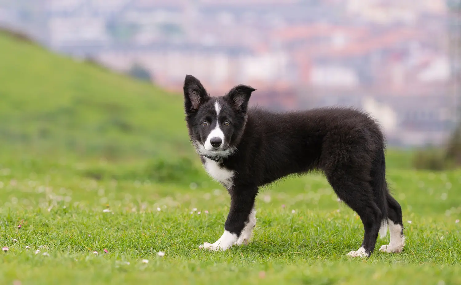 Border Collie kölyökkutya vásárlása felelősségvállalást jelent! Border Collie kiskutyák vásárlása.