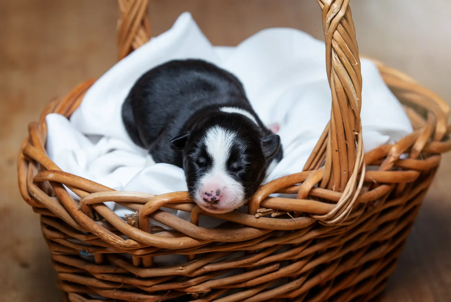 Border Collie kölyökkutya vásárlása felelősségvállalást jelent! Border Collie kiskutyák vásárlása.