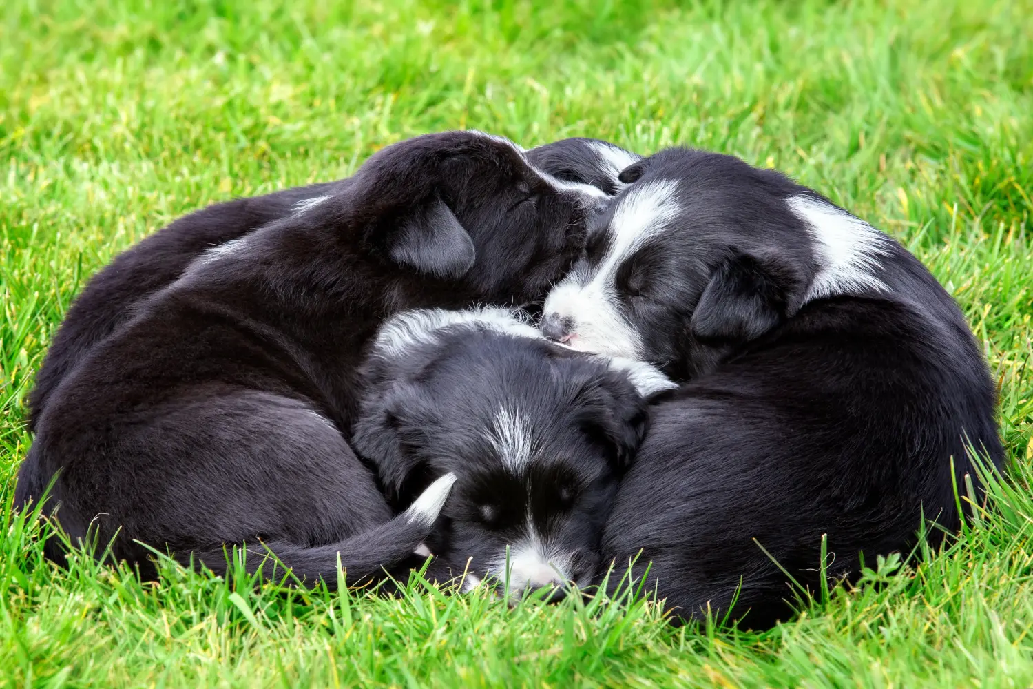 Border Collie kölyökkutya vásárlása felelősségvállalást jelent! Border Collie kiskutyák vásárlása.