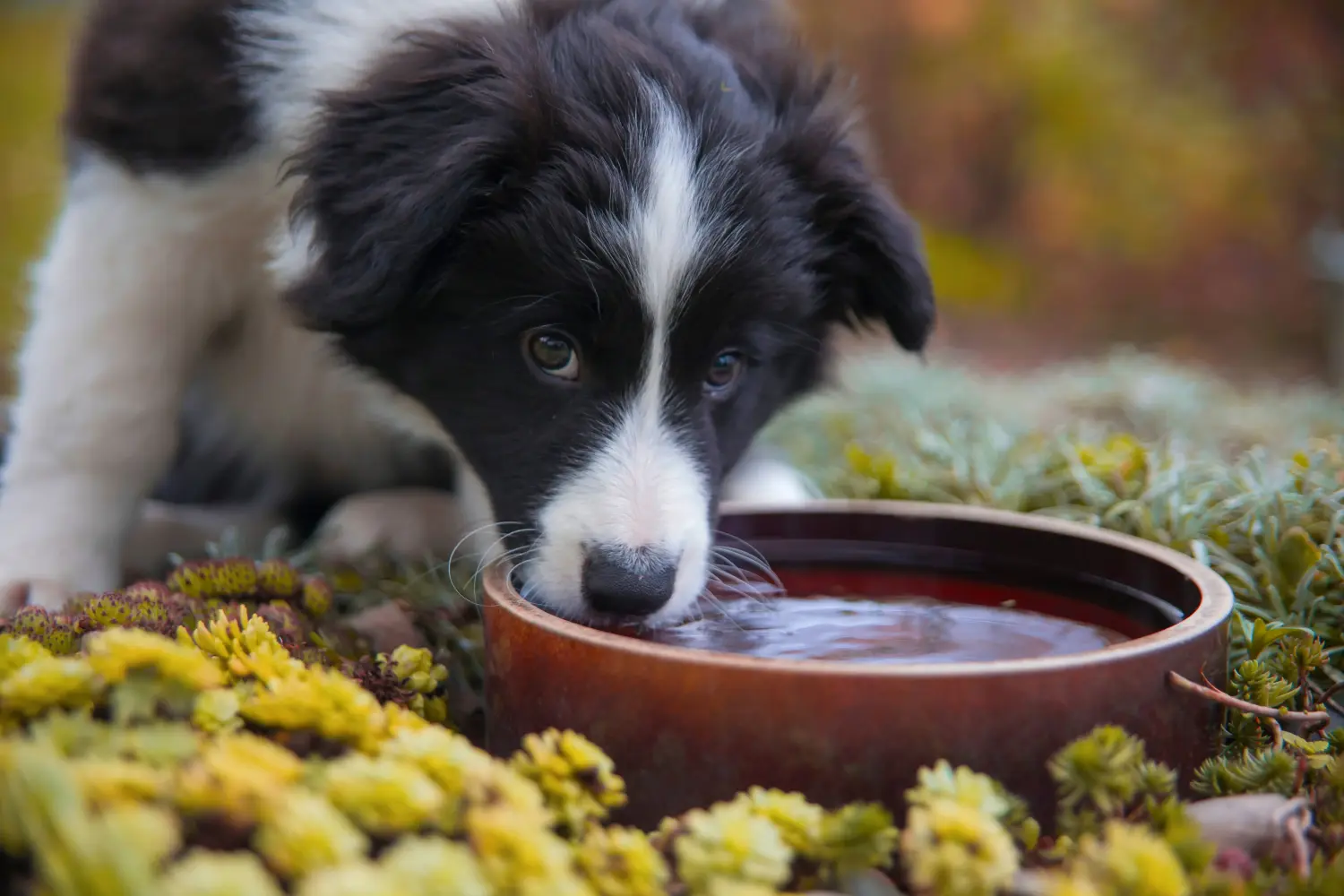 Border Collie kölyökkutya vásárlása felelősségvállalást jelent! Border Collie kiskutyák vásárlása.
