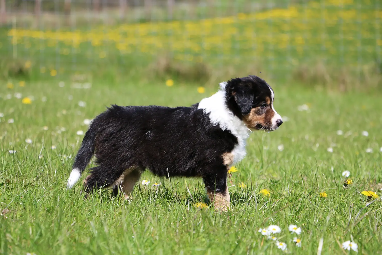 Border Collie kölyökkutya vásárlása felelősségvállalást jelent! Border Collie kiskutyák vásárlása.