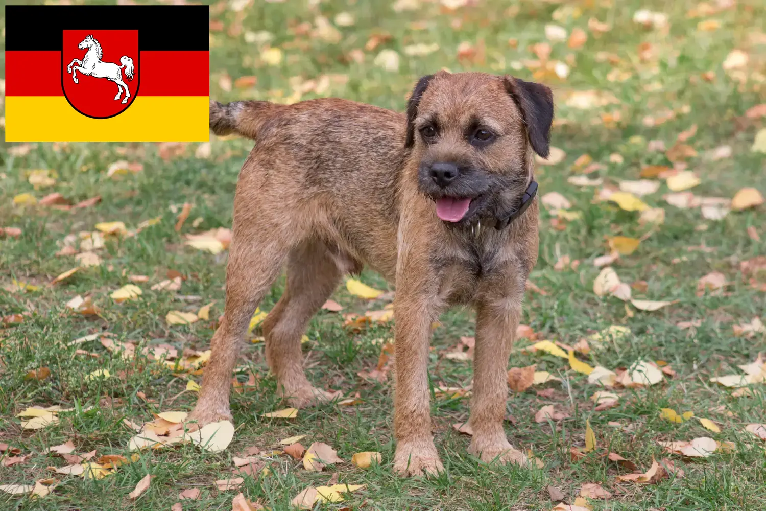 Borderterrier kiskutyák és tenyésztők Alsó-Szászországban Itt találhat Borderterrier tenyésztőket Alsó-Szászországban.