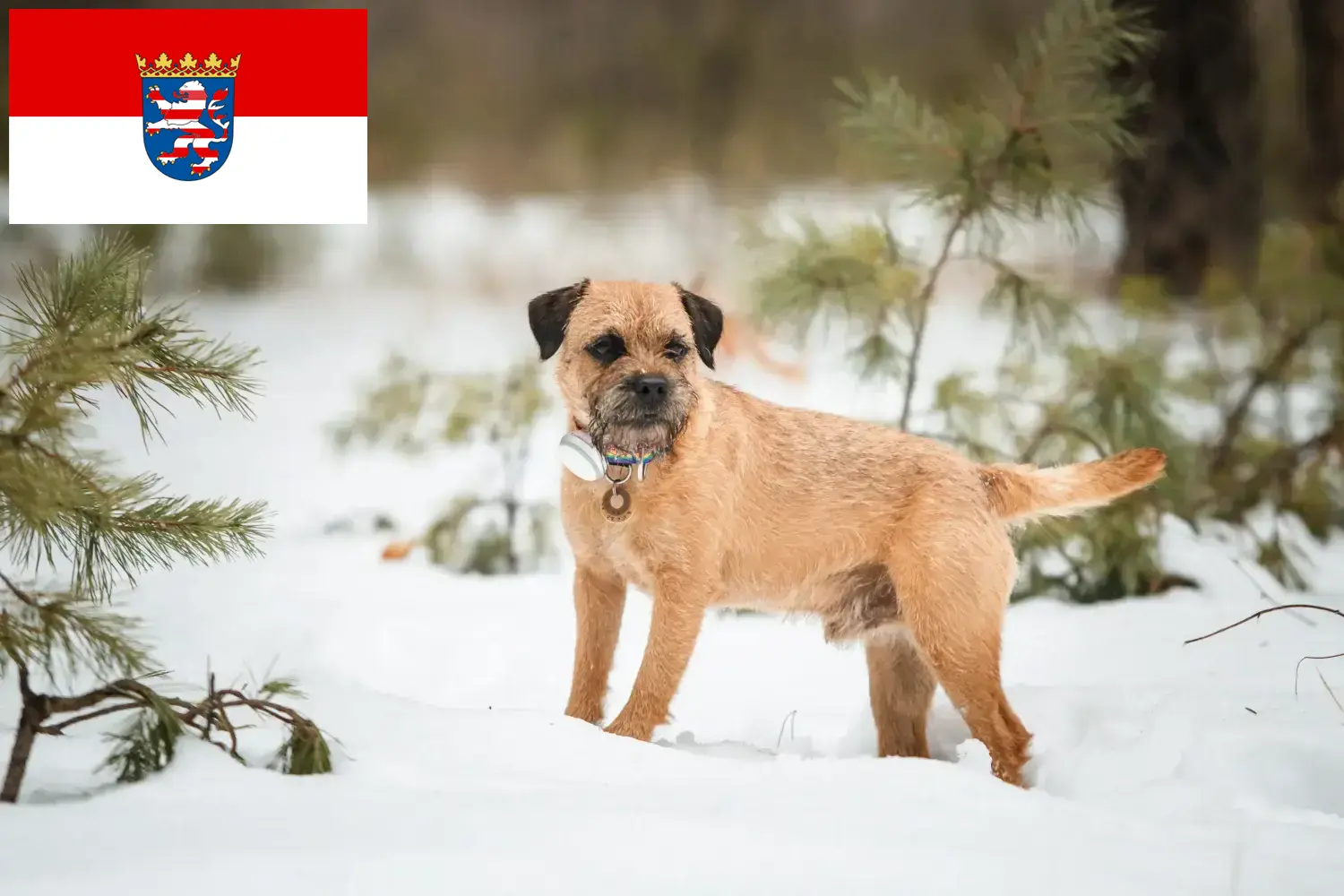 Read more about the article Borderterrier tenyésztők és kölykök Hessenben