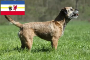 Read more about the article Borderterrier tenyésztők és kiskutyák Mecklenburg-Vorpommern területén