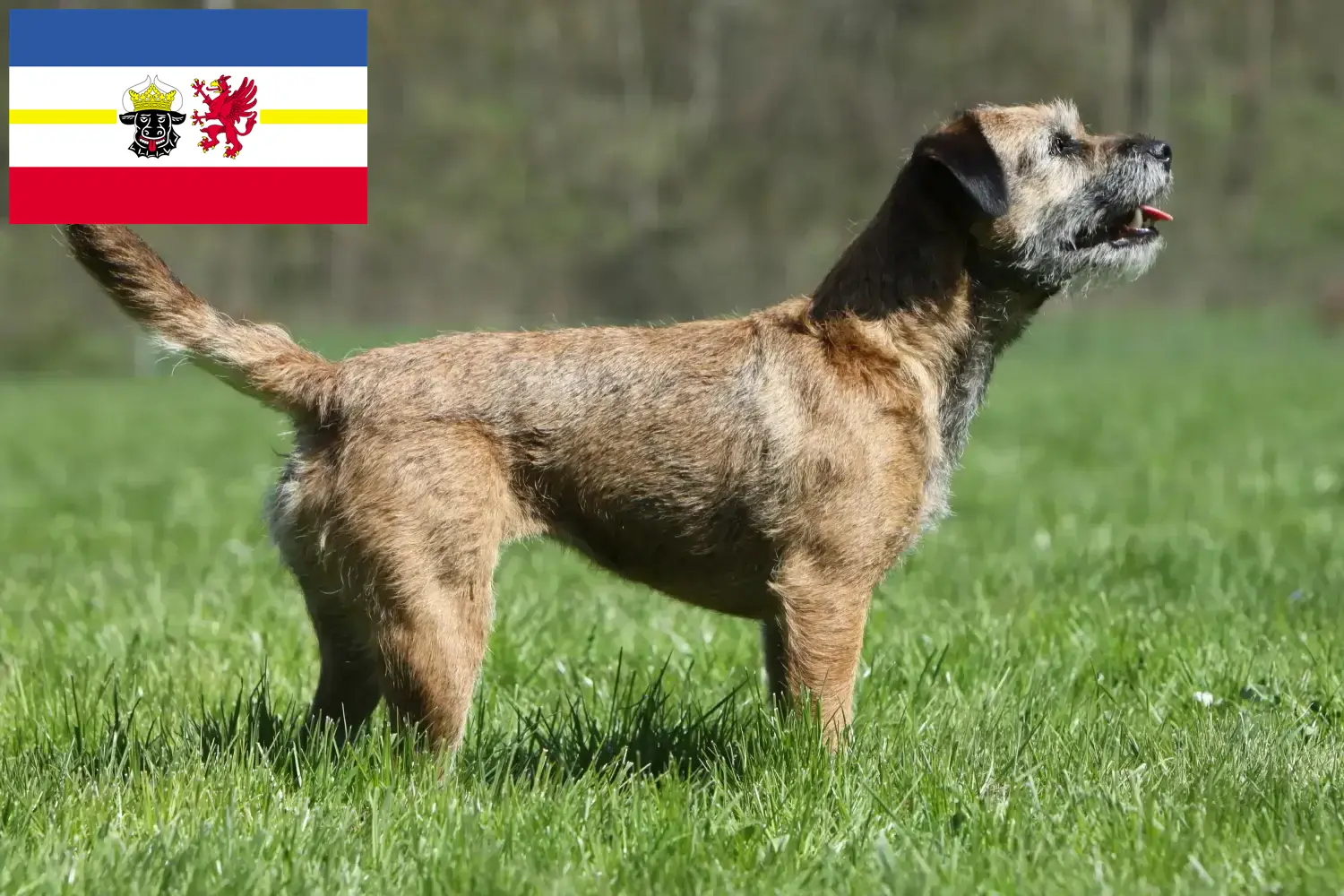 Borderterrier kiskutyák és tenyésztők Mecklenburg-Elő-Pomeránia Itt találhat Borderterrier tenyésztőket Mecklenburg-Elő-Pomeránia területén.
