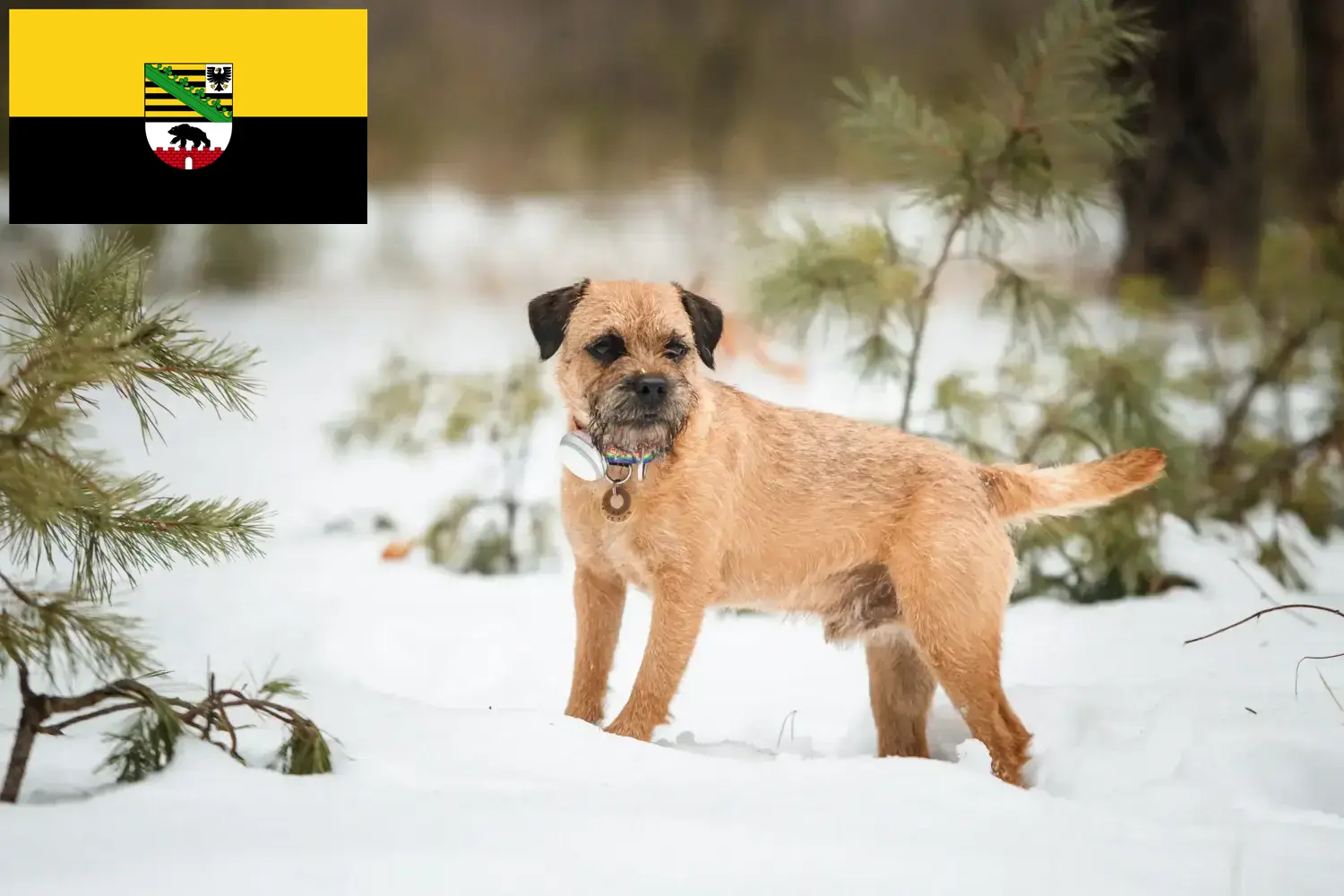 Borderterrier kiskutyák és tenyésztők Szász-Anhalt tartományban Itt találhat Borderterrier tenyésztőket Szász-Anhaltban.