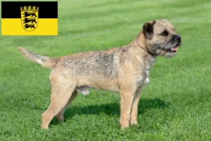 Read more about the article Borderterrier tenyésztők és kölykök Baden-Württembergben