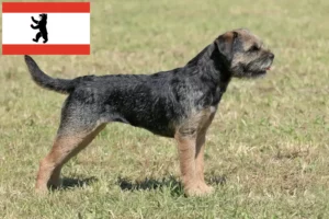 Read more about the article Borderterrier tenyésztők és kölykök Berlinben
