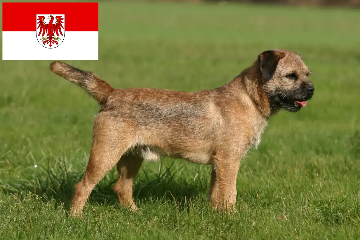 Read more about the article Borderterrier tenyésztők és kölykök Brandenburgban