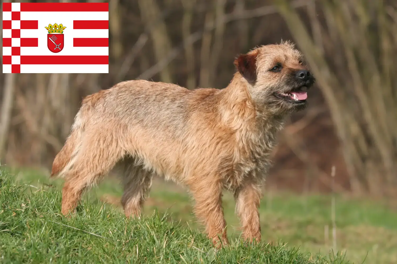 Read more about the article Borderterrier tenyésztők és kölykök Brémában