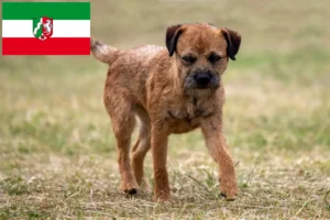 Read more about the article Borderterrier tenyésztők és kiskutyák Észak-Rajna-Vesztfália területén